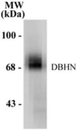 Dopamine beta-Hydroxylase Antibody, Novus Biologicals 0.04mg; Unlabeled:Antibodies,