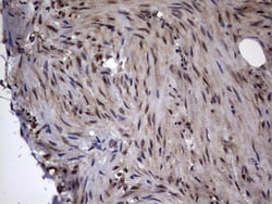 DOT1L Antibody (OTI1D8), Novus Biologicals 0.1mL; Unlabeled:Antibodies,