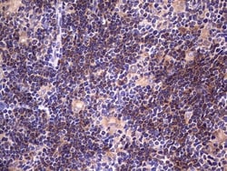 DOT1L Antibody (OTI1D8), Novus Biologicals 0.1mL; Unlabeled:Antibodies,