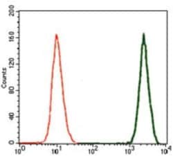 Doublecortin Antibody (2G5) - BSA Free, Novus Biologicals:Antibodies:Primary