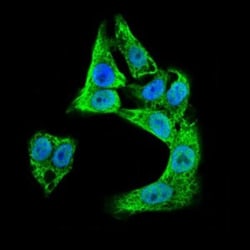 Doublecortin Antibody (2G5) - BSA Free, Novus Biologicals:Antibodies:Primary