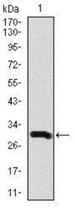 Doublecortin Antibody (2G5) - BSA Free, Novus Biologicals:Antibodies:Primary