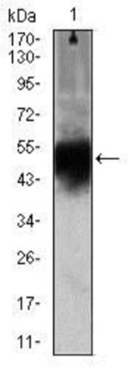 Doublecortin Antibody (2G5) - BSA Free, Novus Biologicals:Antibodies:Primary