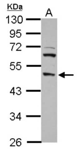 DP2 Antibody, Novus Biologicals 0.1 mL | Buy Online | Novus Biologicals | Fisher Scientific