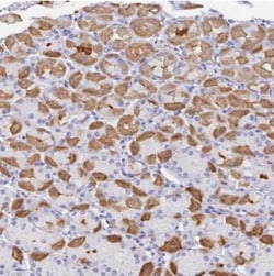 DPCR-1 Antibody, Novus Biologicals:Antibodies:Primary Antibodies