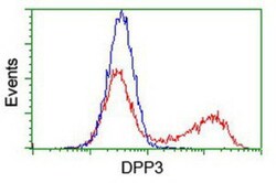 DPP3 Antibody (OTI2D9), Novus Biologicals 0.1mL; Unlabeled:Antibodies,