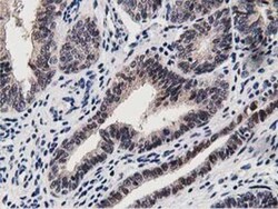 DPP3 Antibody (OTI2D9), Novus Biologicals 0.1mL; Unlabeled:Antibodies,