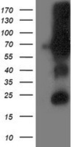 DPP3 Antibody (OTI2D9), Novus Biologicals 0.1mL; Unlabeled:Antibodies,