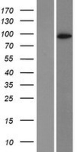 Novus Biologicals&trade;&nbsp;DPP6 Overexpression Lysate