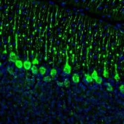 DPP6 Antibody, Novus Biologicals 0.1mL; Unlabeled:Antibodies, Polyclonal