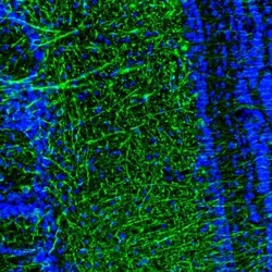 DPP6 Antibody, Novus Biologicals 0.1mL; Unlabeled:Antibodies, Polyclonal