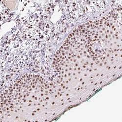 DPPA5/ESG1 Antibody, Novus Biologicals:Antibodies:Primary Antibodies