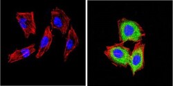 DPPIV/CD26 Antibody (236.3) - Azide and BSA Free, Novus Biologicals 500