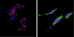 DPPIV/CD26 Antibody (236.3) - Azide and BSA Free, Novus Biologicals 500