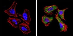 DPPIV/CD26 Antibody (236.3) - Azide and BSA Free, Novus Biologicals 500