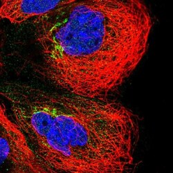 DPRX Antibody, Novus Biologicals 0.1mL; Unlabeled:Antibodies, Polyclonal