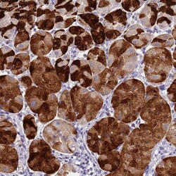 DPRX Antibody, Novus Biologicals 0.1mL; Unlabeled:Antibodies, Polyclonal