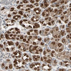 DPY19L3 Antibody, Novus Biologicals 0.1mL; Unlabeled:Antibodies, Polyclonal
