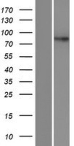 Novus Biologicals&trade;&nbsp;DPY19L4 Overexpression Lysate