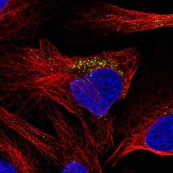 DPY19L4 Antibody, Novus Biologicals 0.1 mL | Buy Online | Novus Biologicals | Fisher Scientific