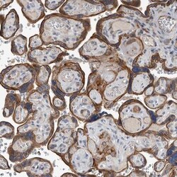 DPY19L4 Antibody, Novus Biologicals 0.1 mL | Buy Online | Novus Biologicals | Fisher Scientific