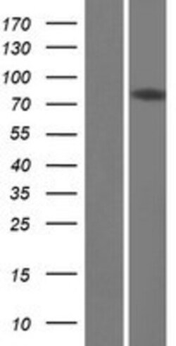 Novus Biologicals&trade;&nbsp;DQX1 Overexpression Lysate