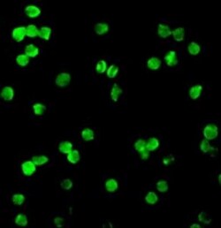 DRAK1 Antibody - BSA Free, Novus Biologicals 0.1mg; Unlabeled:Antibodies,