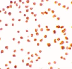 DRAK1 Antibody - BSA Free, Novus Biologicals 0.1mg; Unlabeled:Antibodies,