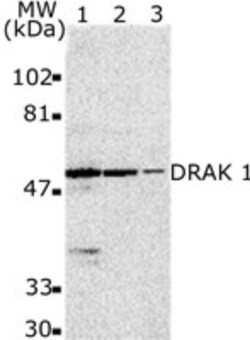 DRAK1 Antibody - BSA Free, Novus Biologicals 0.1mg; Unlabeled:Antibodies,