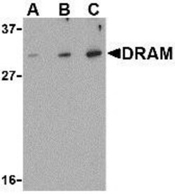 DRAM Antibody - BSA Free, Novus Biologicals 0.1mg; Unlabeled:Antibodies,