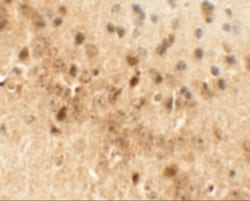 Draxin/C1orf187 Antibody - BSA Free, Novus Biologicals 0.025 mg, Unlabeled:Antibodies,