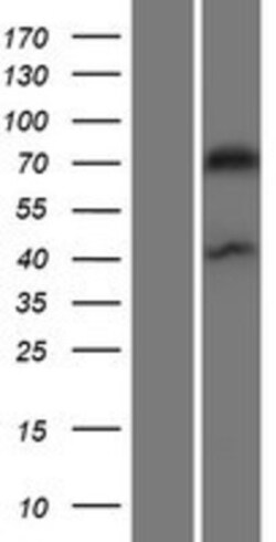 Novus Biologicals&trade;&nbsp;Drebrin 1 Overexpression Lysate