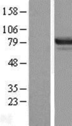 Novus Biologicals&trade;&nbsp;DREF Overexpression Lysate