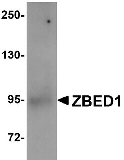 DREF Antibody - BSA Free, Novus Biologicals 0.1mg; Unlabeled:Antibodies,