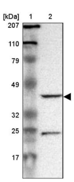 DRG1 Antibody, Novus Biologicals:Antibodies:Primary Antibodies