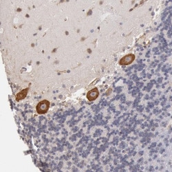 DRG1 Antibody, Novus Biologicals:Antibodies:Primary Antibodies