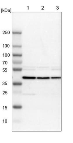 DRG1 Antibody, Novus Biologicals:Antibodies:Primary Antibodies