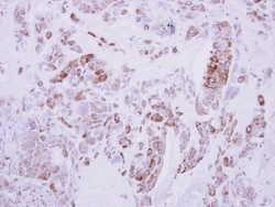 DRG2 Antibody, Novus Biologicals 0.1mL; Unlabeled:Antibodies, Polyclonal