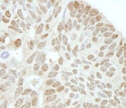 Drosha Antibody, Novus Biologicals 0.1mL; Unlabeled:Antibodies, Polyclonal