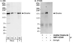 Drosha Antibody, Novus Biologicals 0.1mL; Unlabeled:Antibodies, Polyclonal