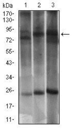 DRP1 Antibody (4A4C7), Novus Biologicals 0.1mL; Unlabeled:Antibodies, Monoclonal