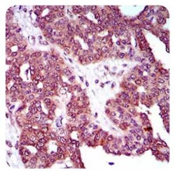 DRP1 Antibody (4E11B11), Novus Biologicals 0.1mL; Unlabeled:Antibodies,