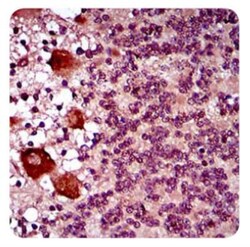 DRP1 Antibody (4E11B11), Novus Biologicals 0.1mL; Unlabeled:Antibodies,