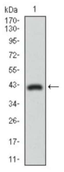 DRP1 Antibody (4E11B11), Novus Biologicals 0.1mL; Unlabeled:Antibodies,