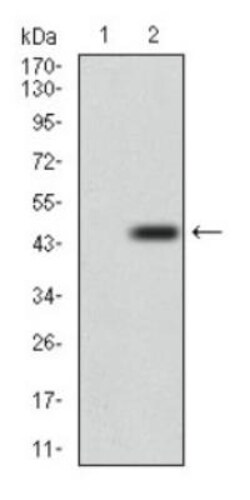 DRP1 Antibody (4E11B11), Novus Biologicals 0.1mL; Unlabeled:Antibodies,