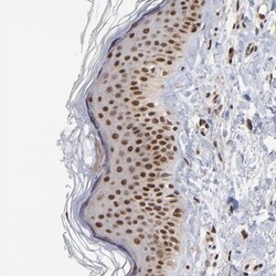 DSN1 Antibody, Novus Biologicals:Antibodies:Primary Antibodies