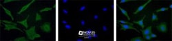 Dtk/TYRO3 Antibody - BSA Free, Novus Biologicals:Antibodies:Primary Antibodies