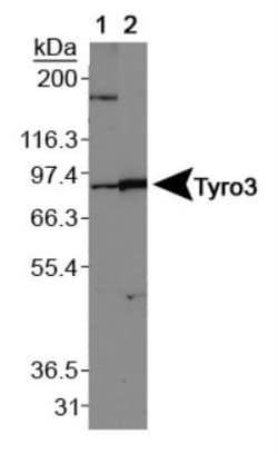 Dtk/TYRO3 Antibody - BSA Free, Novus Biologicals:Antibodies:Primary Antibodies