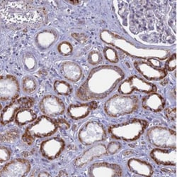 DTWD1 Antibody, Novus Biologicals:Antibodies:Primary Antibodies