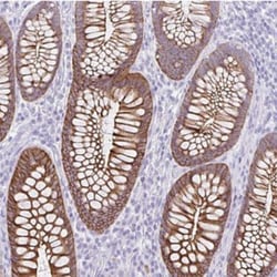 DTW Domain Containing 2 Antibody, Novus Biologicals 25 &mu;L, Unlabeled:Antibodies,